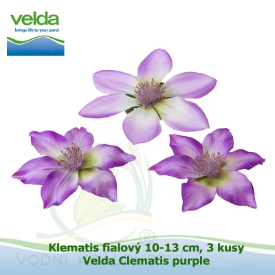 Klematis fialový 10-13 cm, 3 kusy - Velda Clematis purple