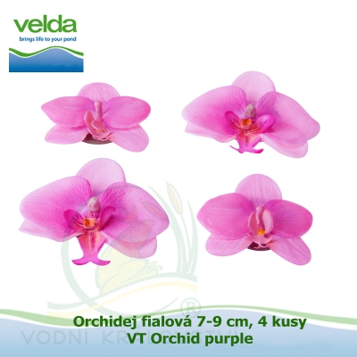 Orchidej růžová 7-9 cm, 4 kusy - Velda Orchid pink