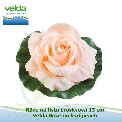 Růže na listu broskvová 13 cm - Velda Rose on leaf peach